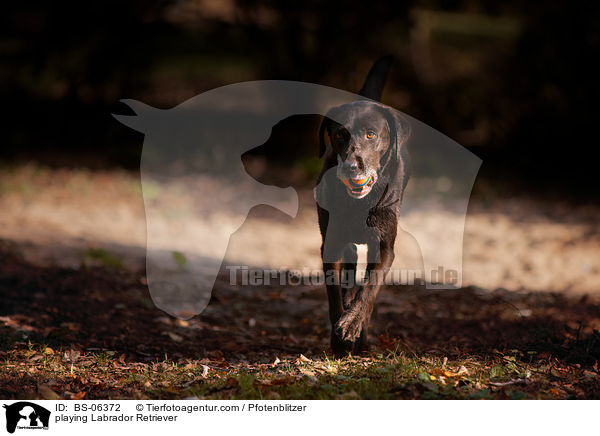 playing Labrador Retriever / BS-06372