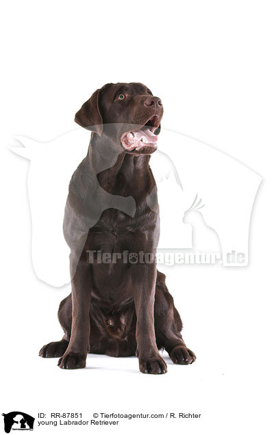 young Labrador Retriever / RR-87851