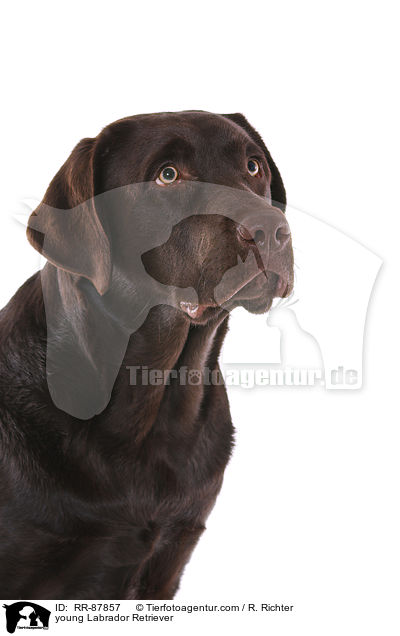 young Labrador Retriever / RR-87857