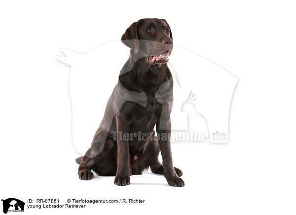young Labrador Retriever / RR-87861