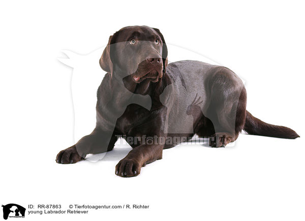 young Labrador Retriever / RR-87863