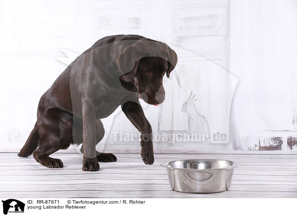 young Labrador Retriever / RR-87871