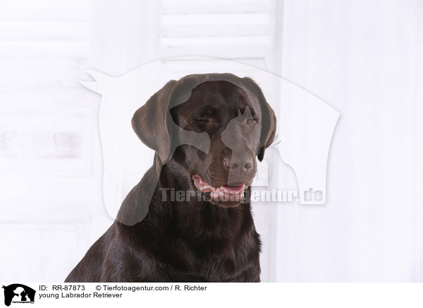 young Labrador Retriever / RR-87873