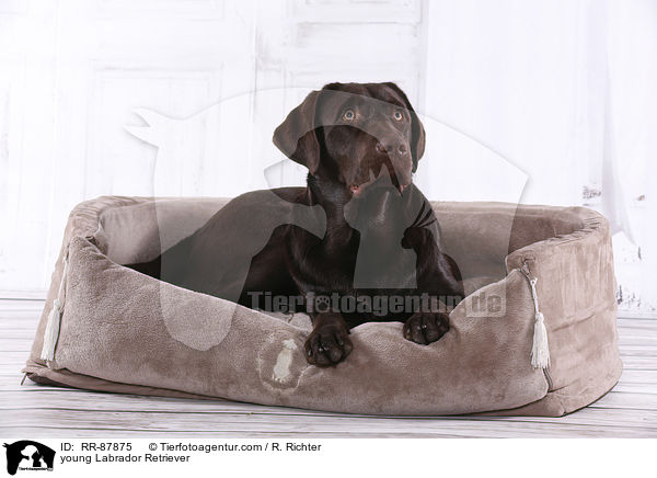 young Labrador Retriever / RR-87875