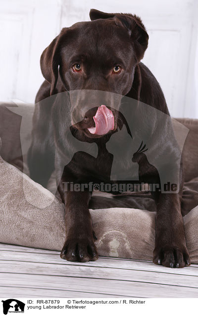 young Labrador Retriever / RR-87879