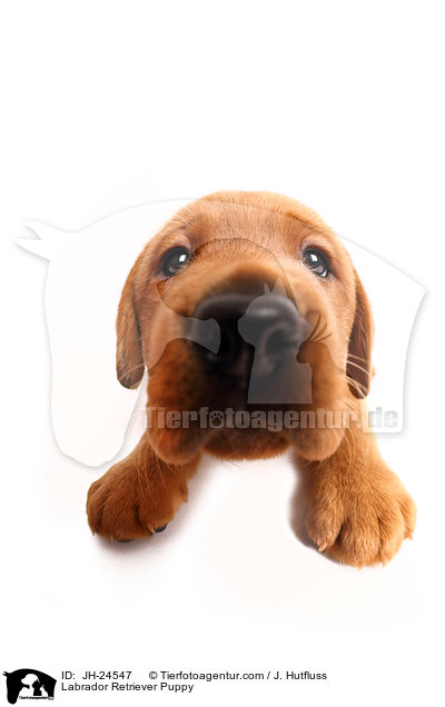 Labrador Retriever Puppy / JH-24547