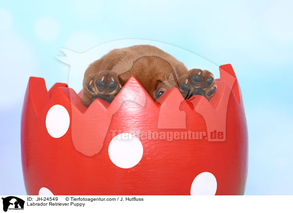 Labrador Retriever Welpe / Labrador Retriever Puppy / JH-24549