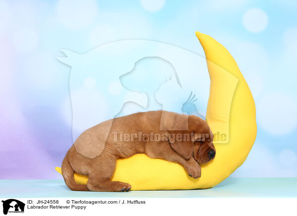 Labrador Retriever Puppy / JH-24558