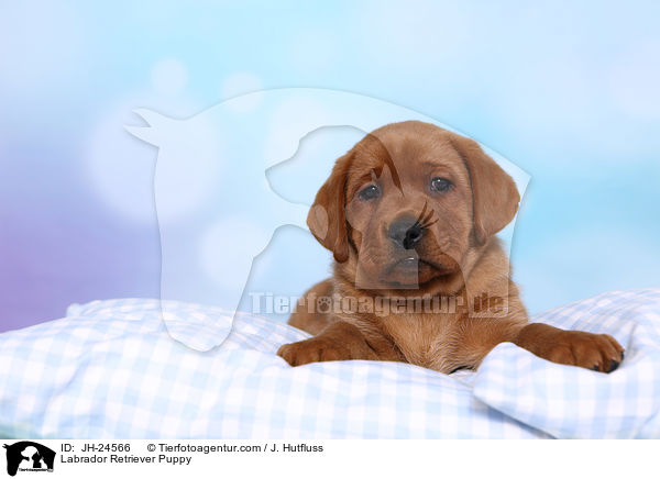 Labrador Retriever Puppy / JH-24566
