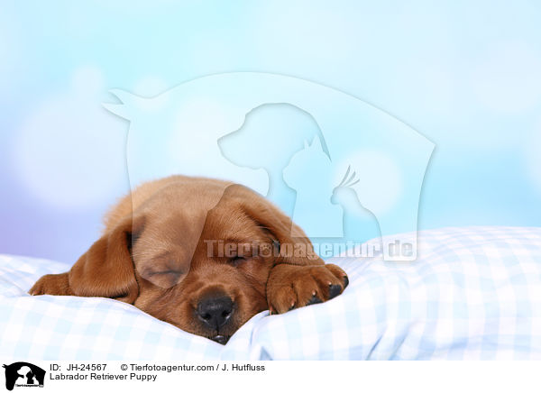 Labrador Retriever Puppy / JH-24567