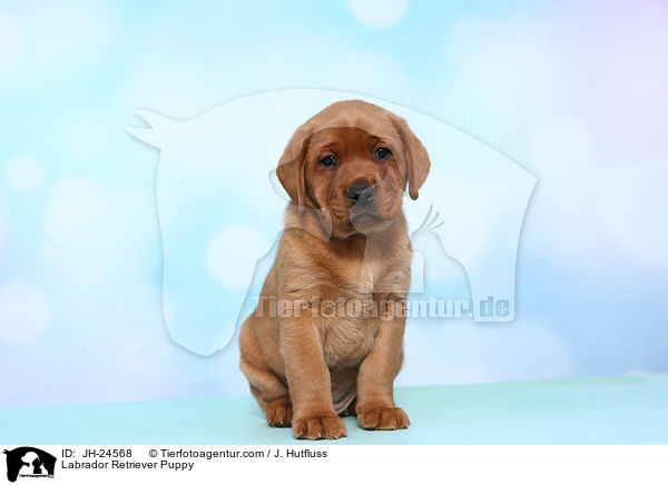 Labrador Retriever Puppy / JH-24568