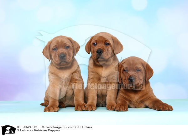 3 Labrador Retriever Puppies / JH-24573