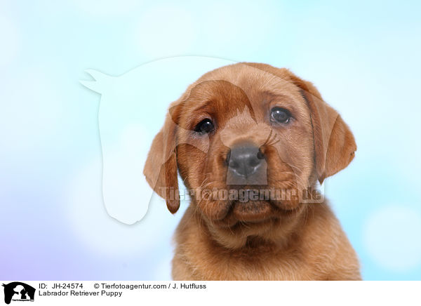 Labrador Retriever Puppy / JH-24574