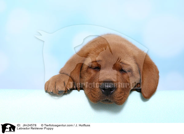 Labrador Retriever Puppy / JH-24578