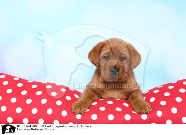 Labrador Retriever Welpe / Labrador Retriever Puppy / JH-24580