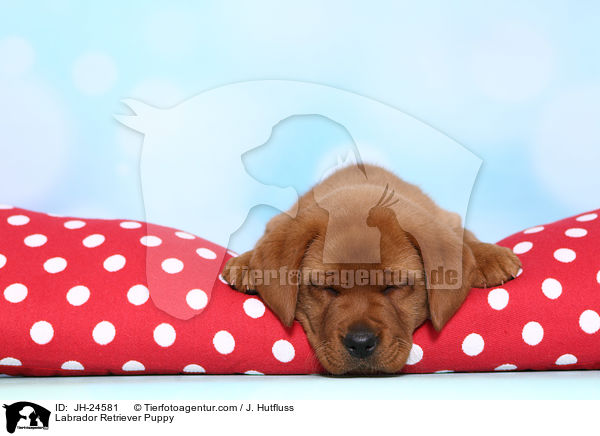 Labrador Retriever Puppy / JH-24581