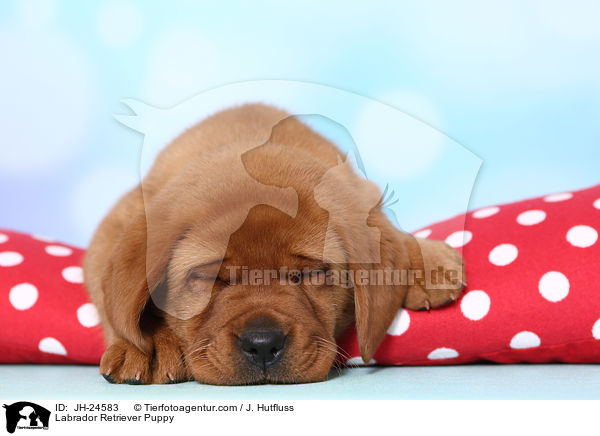 Labrador Retriever Puppy / JH-24583