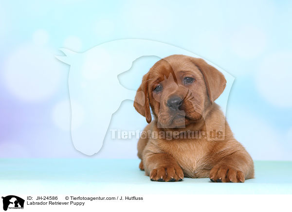 Labrador Retriever Puppy / JH-24586