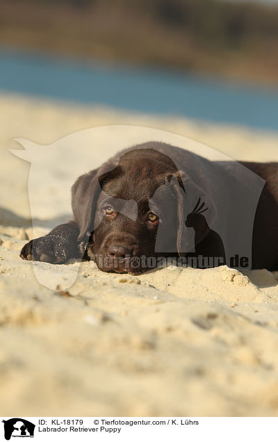 Labrador Retriever Puppy / KL-18179