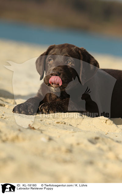 Labrador Retriever Puppy / KL-18180