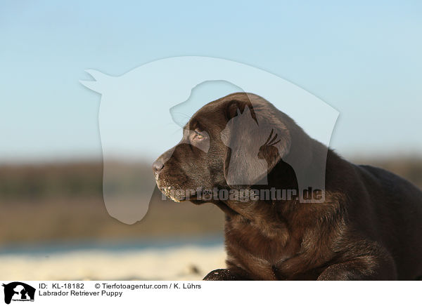 Labrador Retriever Puppy / KL-18182
