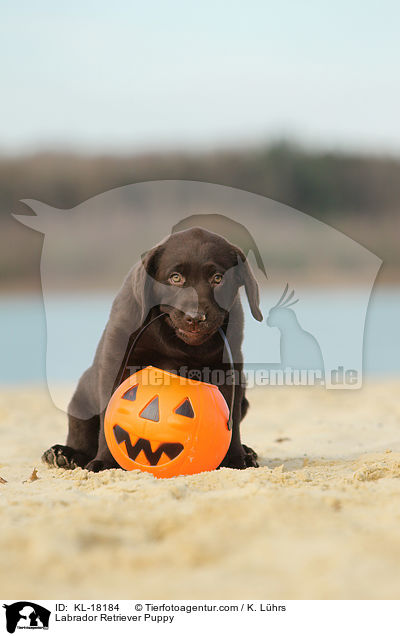 Labrador Retriever Welpe / Labrador Retriever Puppy / KL-18184