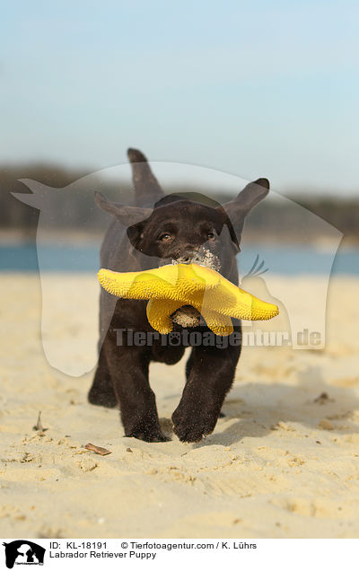 Labrador Retriever Puppy / KL-18191