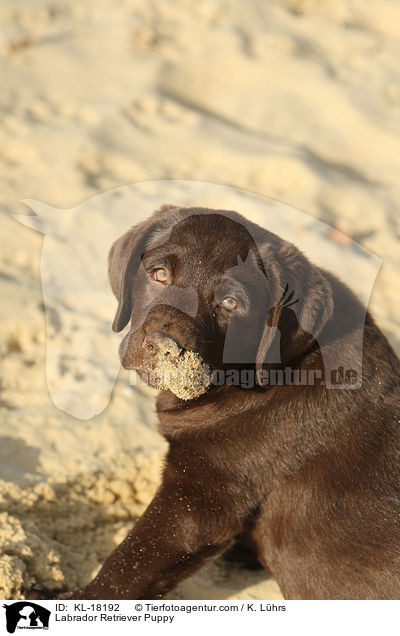 Labrador Retriever Puppy / KL-18192