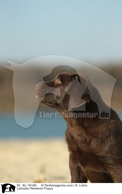 Labrador Retriever Puppy / KL-18194