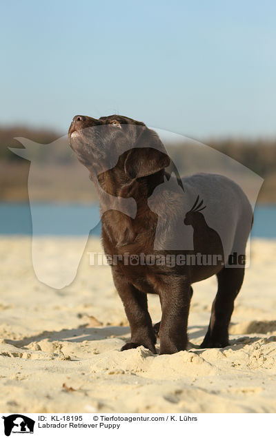 Labrador Retriever Puppy / KL-18195
