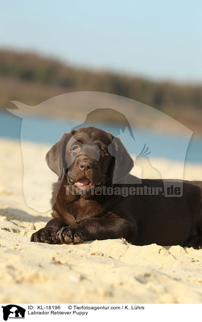Labrador Retriever Puppy / KL-18196
