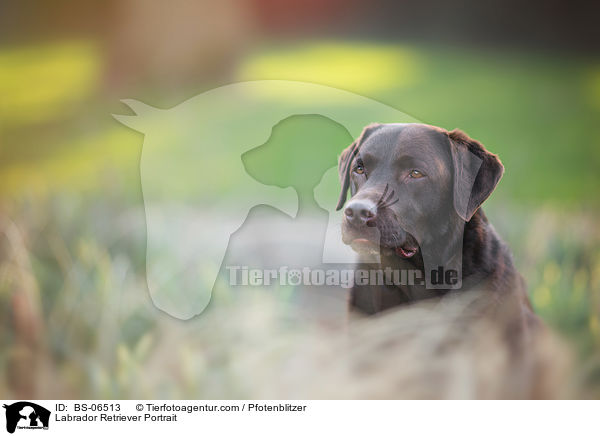 Labrador Retriever Portrait / BS-06513