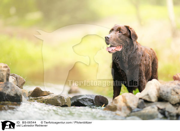 old Labrador Retriever / BS-06544