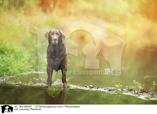old Labrador Retriever / BS-06545
