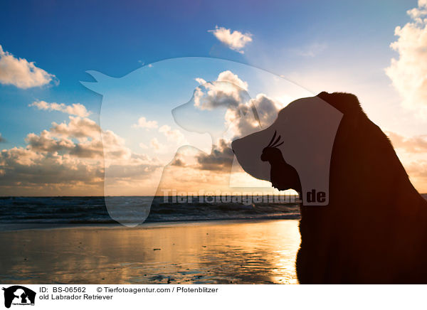 old Labrador Retriever / BS-06562