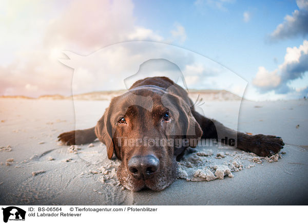 old Labrador Retriever / BS-06564