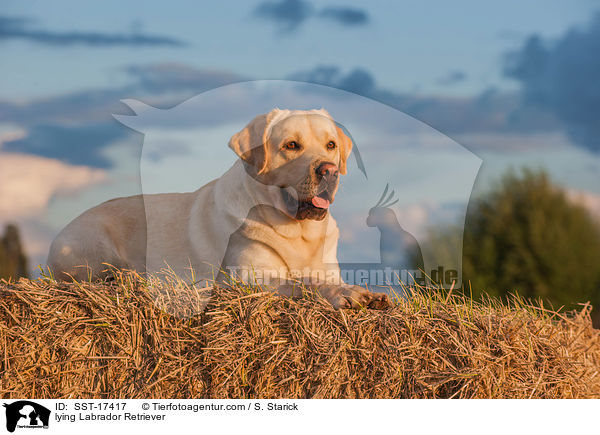 liegender Labrador Retriever / lying Labrador Retriever / SST-17417