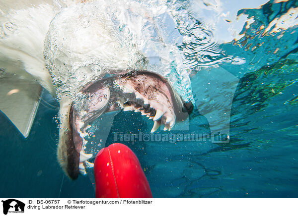 tauchender Labrador Retriever / diving Labrador Retriever / BS-06757