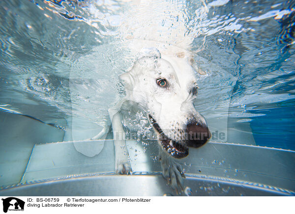tauchender Labrador Retriever / diving Labrador Retriever / BS-06759