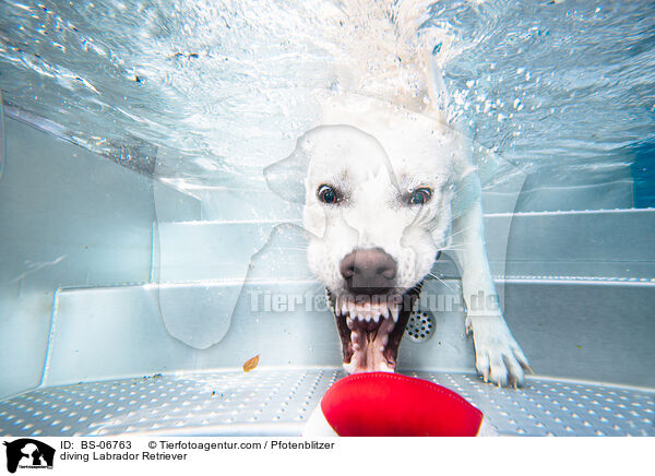 tauchender Labrador Retriever / diving Labrador Retriever / BS-06763