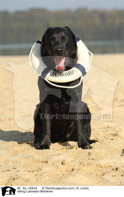sitting Labrador Retriever / KL-18404