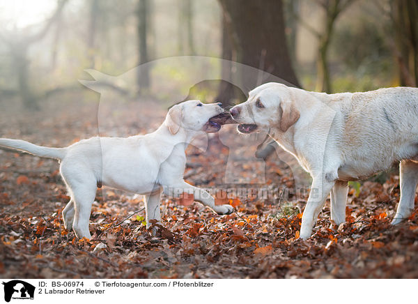 2 Labrador Retriever / BS-06974