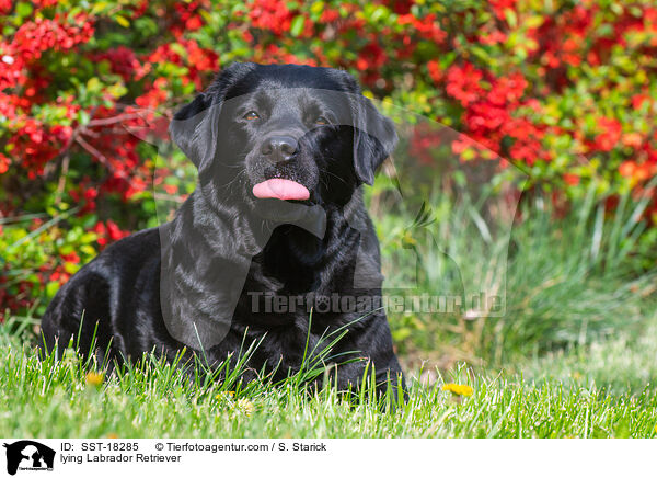 liegende Labrador Retriever / lying Labrador Retriever / SST-18285