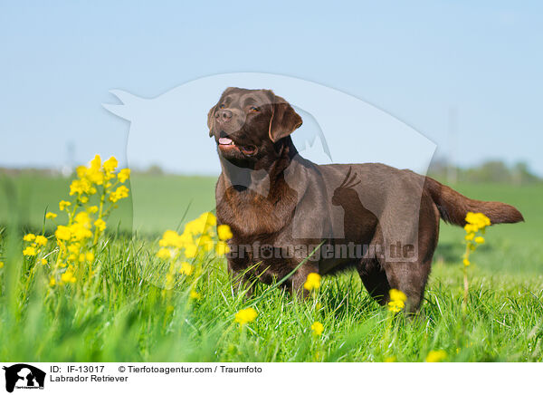 Labrador Retriever / IF-13017