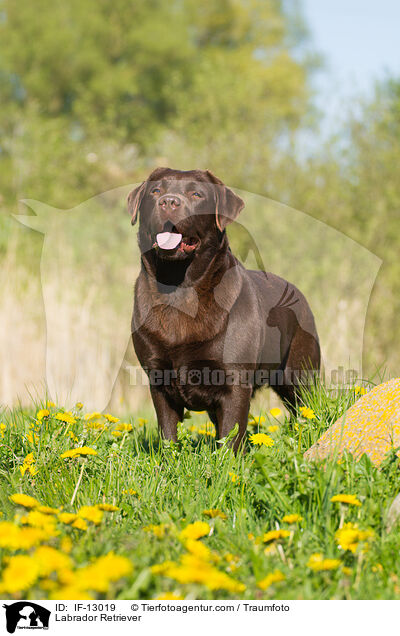 Labrador Retriever / IF-13019