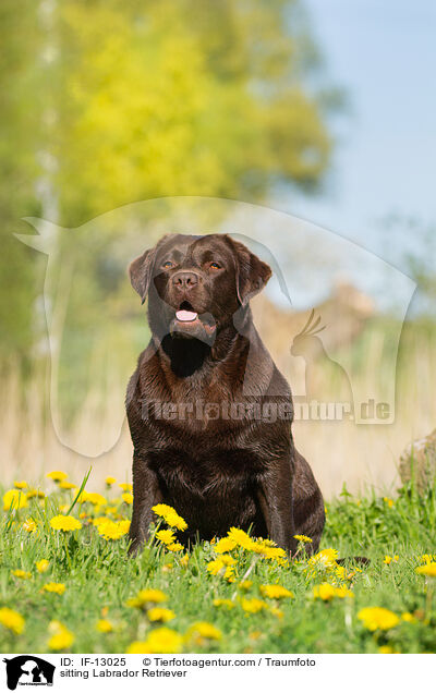 sitting Labrador Retriever / IF-13025