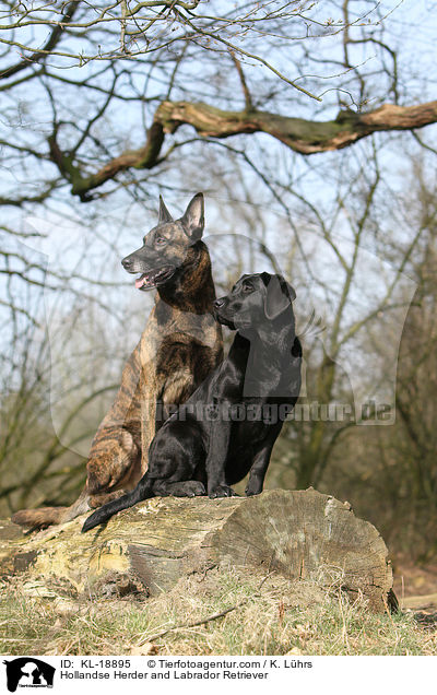 Hollndischer Schferhund und Labrador Retriever / Hollandse Herder and Labrador Retriever / KL-18895