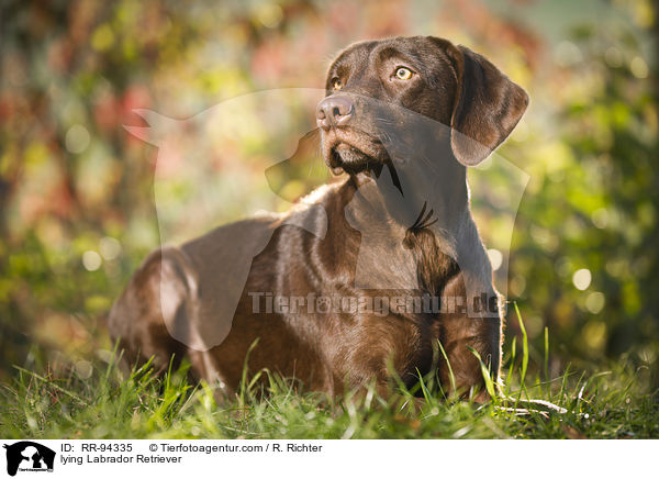 lying Labrador Retriever / RR-94335