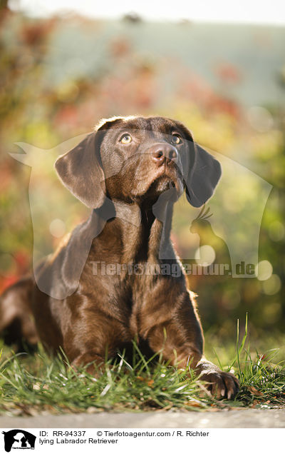 lying Labrador Retriever / RR-94337