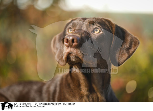 Labrador Retriever Portrait / RR-94345